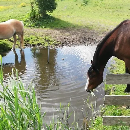 Homestead Apartman *