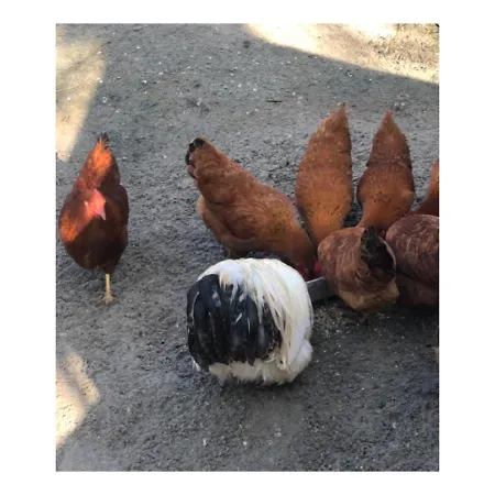 Homestead Appartement *