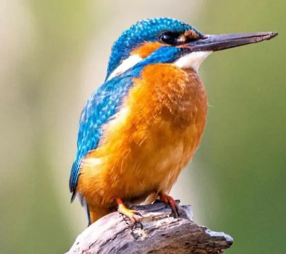 Homestead Apartamento *