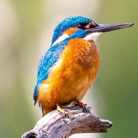 Homestead Lägenhet *