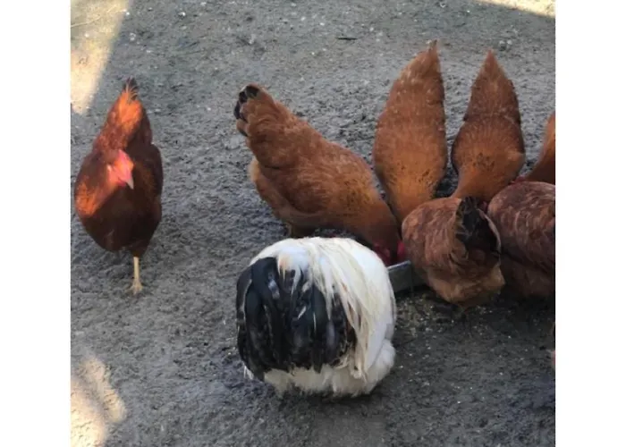 Homestead Appartement *